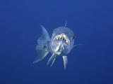 Great Barracuda (Sphyraena Barracuda) Can Reach as Much as Six Feet in Length  Caribbean