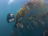 Marine Biologist and Diver Performing a Rockfish Survey in Giant Kelp Forest
