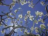 Plumeria Tree with Blossoms and Blue Sky  Hawaii