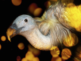 Head and Shoulders of a Vulture with Light Patterns
