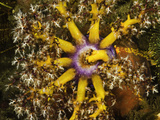 A Living Rainbow of Color  This Sea Apple Sea Cucumber  (Pseudocolochirus Violaceus)