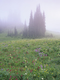 Foggy Meadow with Lupine and Indian Paintbrush Wildflowers  Mt Rainier National Park  Washington