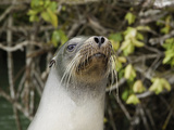 A Galapagos Sea Lion Head (Zalophus Californianus Wollebacki)  Galapagos Islands  Ecuador