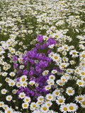 Meadow of Oxeye Daisies  Chrysanthemum Leucanthemum
