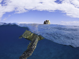 Green Sea Turtle (Chelonia Mydas) Lifts it's Head Above the Surface for a Breath