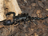 A Black Scorpion Walking over Wood Bark