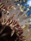 Spines and Tube Feet of a Crown-Of-Thorns Starfish (Acanthaster Planci)  Hawaii  USA