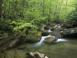 Bad Branch  Pine Mountain  Letcher County  Kentucky Owned by the Kentucky State Nature Preserves