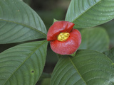 Tropical Flower (Cephaelis Elata)  Rubiaceae  Belize