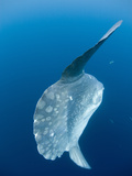 Ocean Sunfish (Mola Mola) Off San Diego  California  USA