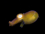Bottletail Squid (Sepiadarium Kochi) Indonesia