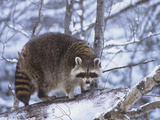 Raccoon on a Snowy Log  Procyon Lotor  North America