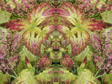 Abstract Pattern in the Variegated Leaves of Coleus