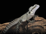 Australian Water Dragon (Physignathus Lesueurii)  Captive