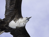An Adolescent Magnificent Frigatebird (Fregata Magnificens) in Flight over Santa Cruz Island