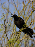 Great-Tailed Grackle (Quiscalus Mexicanus)  Sonoran Desert  Arizona  USA