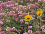 Meadow of Black-Eyed Susans  Rudbeckihirta  and Crown Vetch
