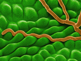 Powdery Mildew (Oidium) Fungal Hyphae on a Leaf Surface  SEM