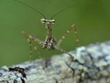 Praying Mantis on Tree Bark (Liturgusella Malagassa)  Liturgusidae  Andasibe-Mantadia National Park