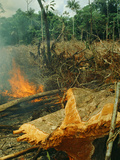 Slash-And-Burn Agriculture  Amazon Region  Acre  Brazil