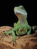 Chinese Water Dragon (Physignathus Cocincinus)  Captive