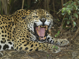 Jaguar with Open Mouth  Showing its Sharp Teeth (Panthera Onca)  Belize