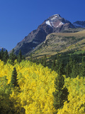 Aspens in Fall Colors