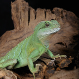Chinese Water Dragon (Physignathus Cocincinus)  Captive