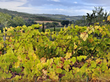 Vineyards  Montalcino  Italy  Tuscany