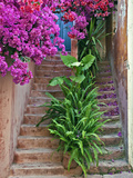 Bougainvillea Flowers  Philodendron  and Ferns on and around Building Steps  Crete  Greece