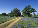 Dirt Road Through a Meadow of Flowering Texas Bluebonnets  Lupinus Texensis  Hill Country  Texas