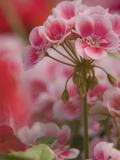 New Guinea Impatiens Flowers  Long Island  New York