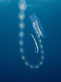 Pipefish (Syngnathus) and a Salp Chain (Cyclosalpa Affinis) in the Open Sea Off San Diego