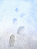 Footprints in the Snow
