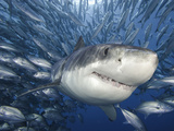 Great White Shark (Carcharodon Carcharias) Swimming Through a School of Smaller Fish