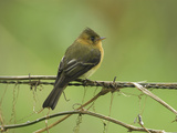 Tufted Flycatcher (Mitrephanes Phaeocercus)  Cierro La Muerte  Costa Rica