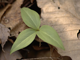 Persistent Trillium Leaves  Trillium Persistens  on the Forest Floor
