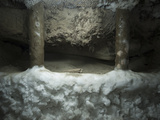 Pleistocene-Era Tree Roots in Tunnels Beneath the Melnikov Permafrost Institute in Yakutsk