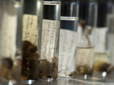 Sample Vials with Specimens of Benthic Invertebrates from Siberian Aquatic Ecosystems