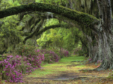 Stately Live Oaks  Quercus Virginiana  and Blooming Azaleas  Magnolia Plantation  Charleston  Sc
