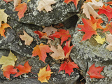 Autumn Leaves on Stone Wall  Minute Man National Historical Park  Massachusetts