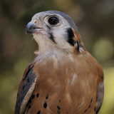 American Kestrels (Falco Sparverius) are Native to North and South America  Captive