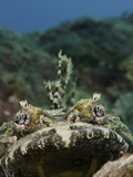 Crocodile Fish Head (Cymbacephalus Beauforti)  Yap  Micronesia