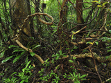 Tropical Rainforest with Numerous Lianas or Vines in Masoala National Park  Madagascar