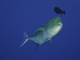 Bluefin Trevally or Jack (Caranx Melampygus) with a Triggerfish Hovering Above  Hawaii  USA