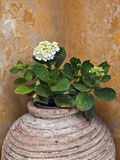 Flower in Pot  Crete  Greece
