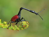 Male Giraffe-Necked Weevil (Trachelophorus Giraffa)  Andasibe-Mantadia National Park  Madagascar