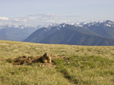 An Alert Olympic Marmot at its Den Opening on Hurricane Ridge  Olympic National Park  Washington