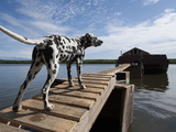 Dalmatian Dog Stands on Boardwalk Leading to Barge on the Panteleikha River