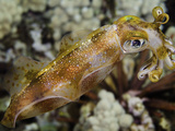 The Male Bigfin Reef Squid (Sepioteuthis Lessoniana) Can Reach 14 Inches in Length  Hawaii  USA